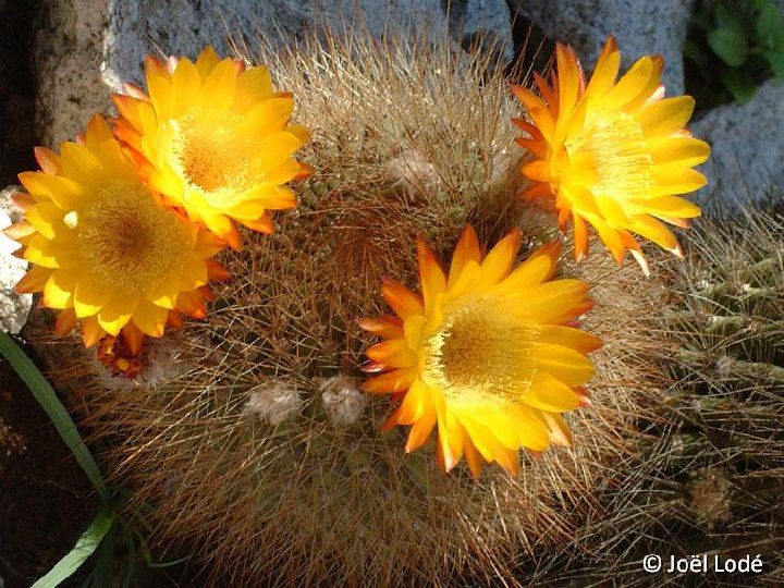 Lobivia formosa v. rosarioana, Famatina, Argentina